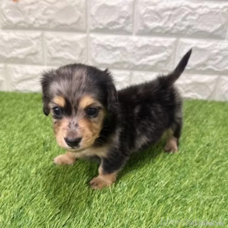 販売中の愛知県のミニチュアダックスフンド(ロングヘアード)-439781の3枚目