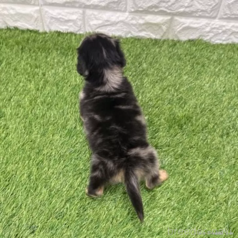 販売中の愛知県のミニチュアダックスフンド(ロングヘアード)-439781の2枚目