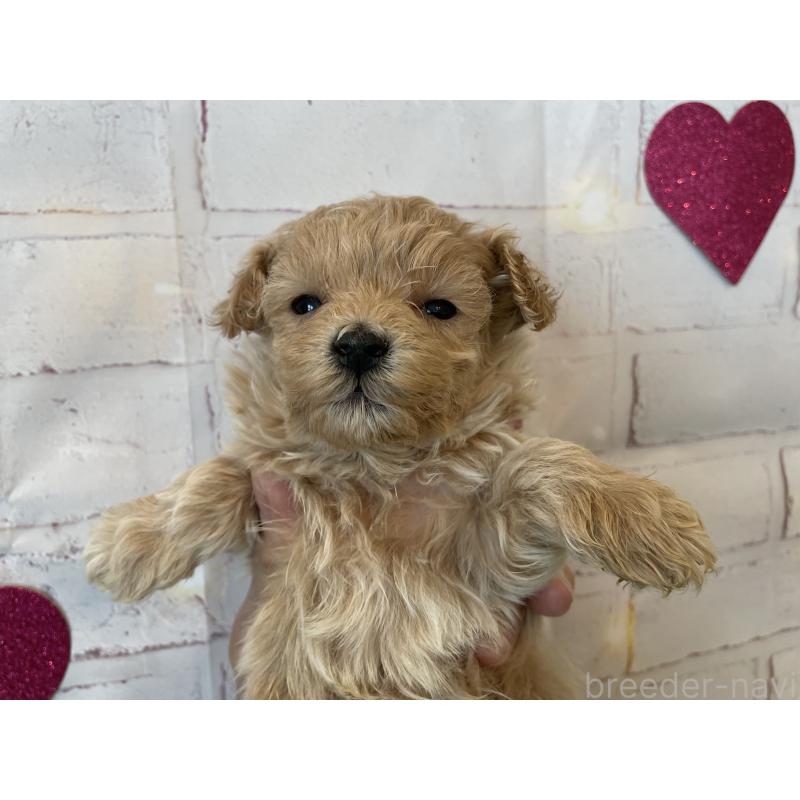 販売中の北海道のミックス犬-439782の6枚目