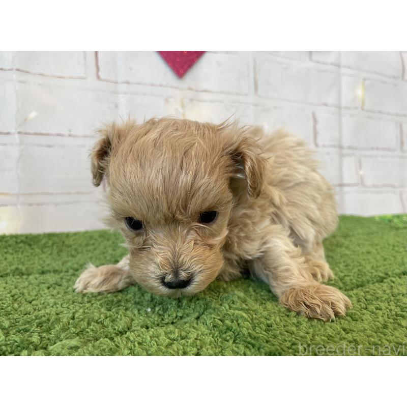 販売中の北海道のミックス犬-439782の5枚目