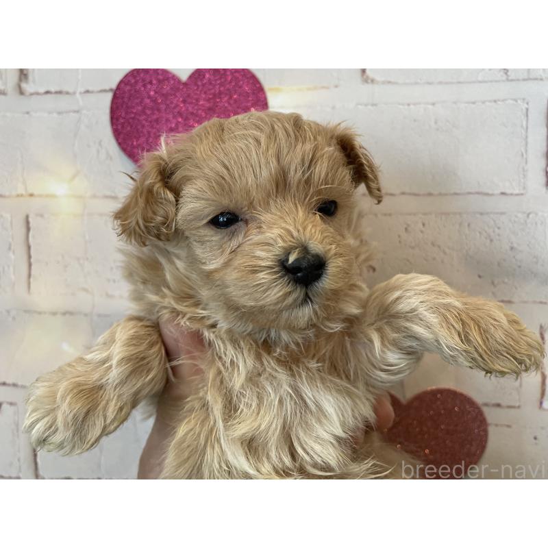 販売中の北海道のミックス犬-439782の4枚目