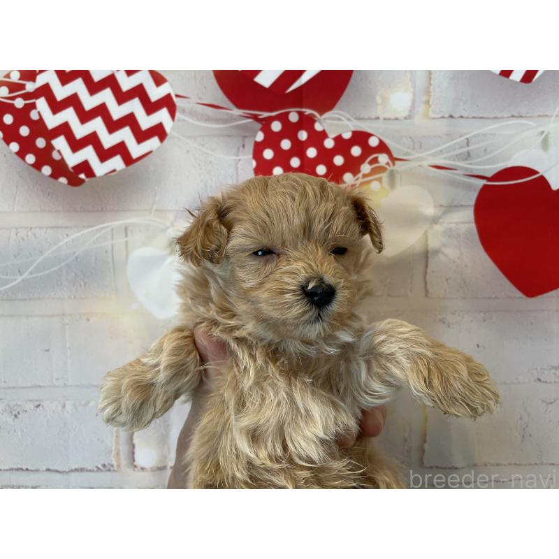 販売中の北海道のミックス犬-439782の3枚目