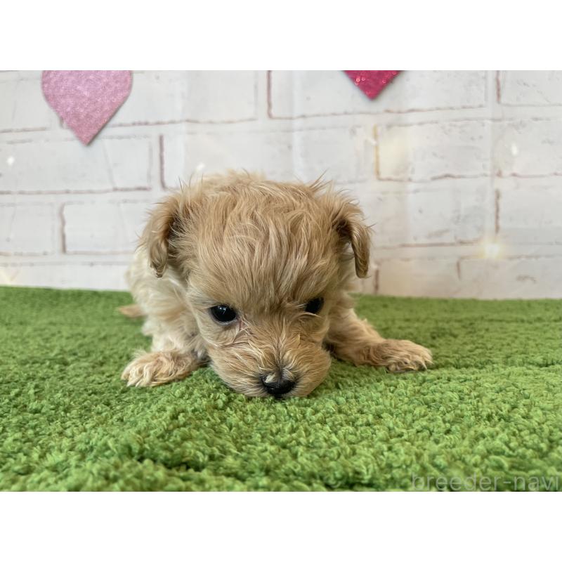 販売中の北海道のミックス犬-439782の2枚目