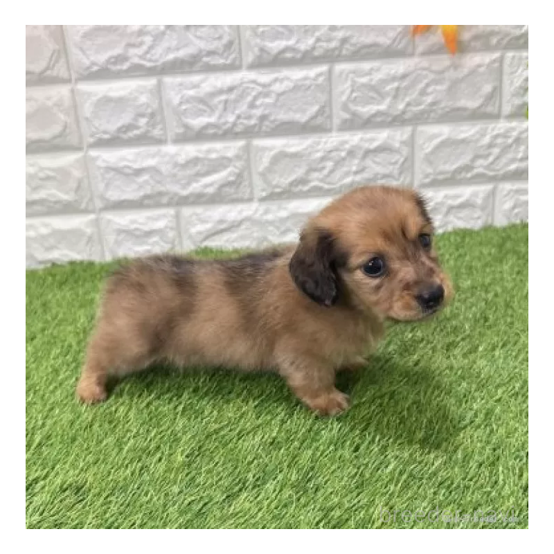 販売中の愛知県のミニチュアダックスフンド(ロングヘアード)-439784の5枚目