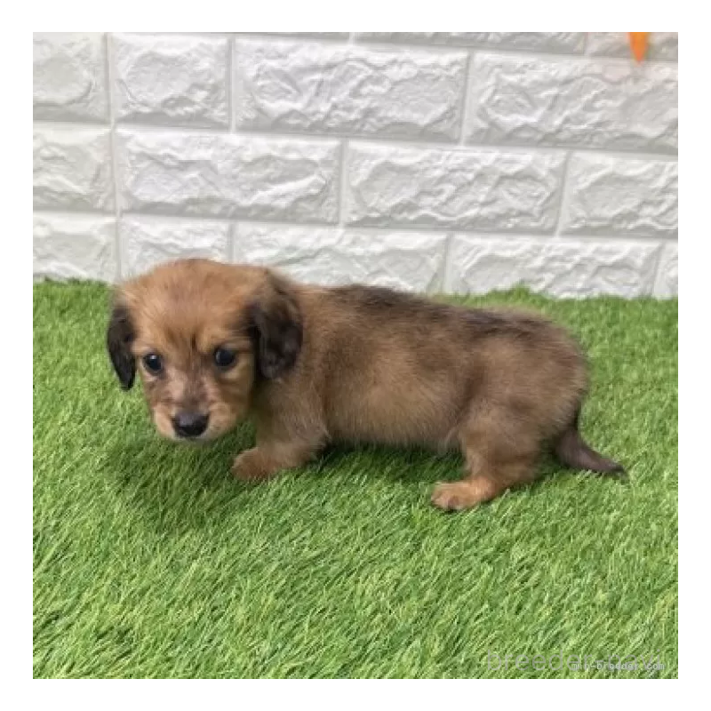 販売中の愛知県のミニチュアダックスフンド(ロングヘアード)-439784の4枚目