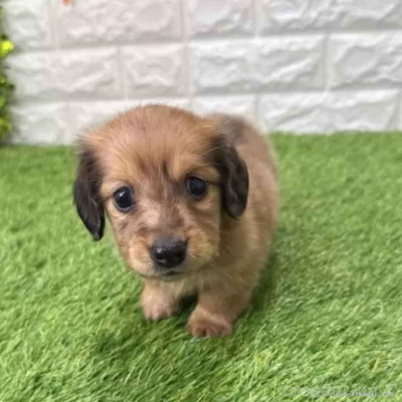 販売中の愛知県のミニチュアダックスフンド(ロングヘアード)-439784の3枚目