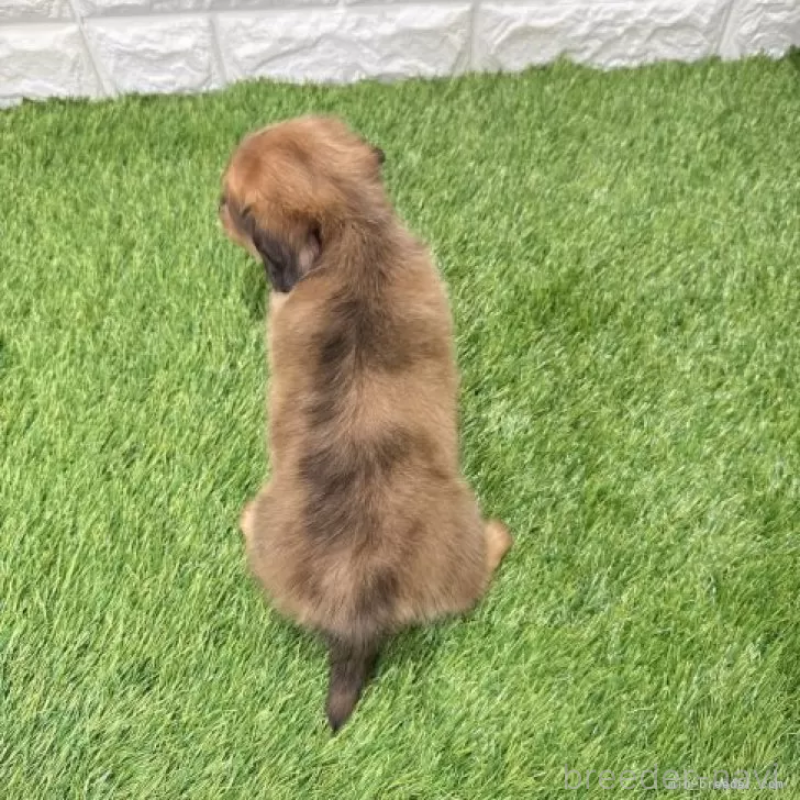 販売中の愛知県のミニチュアダックスフンド(ロングヘアード)-439784の2枚目