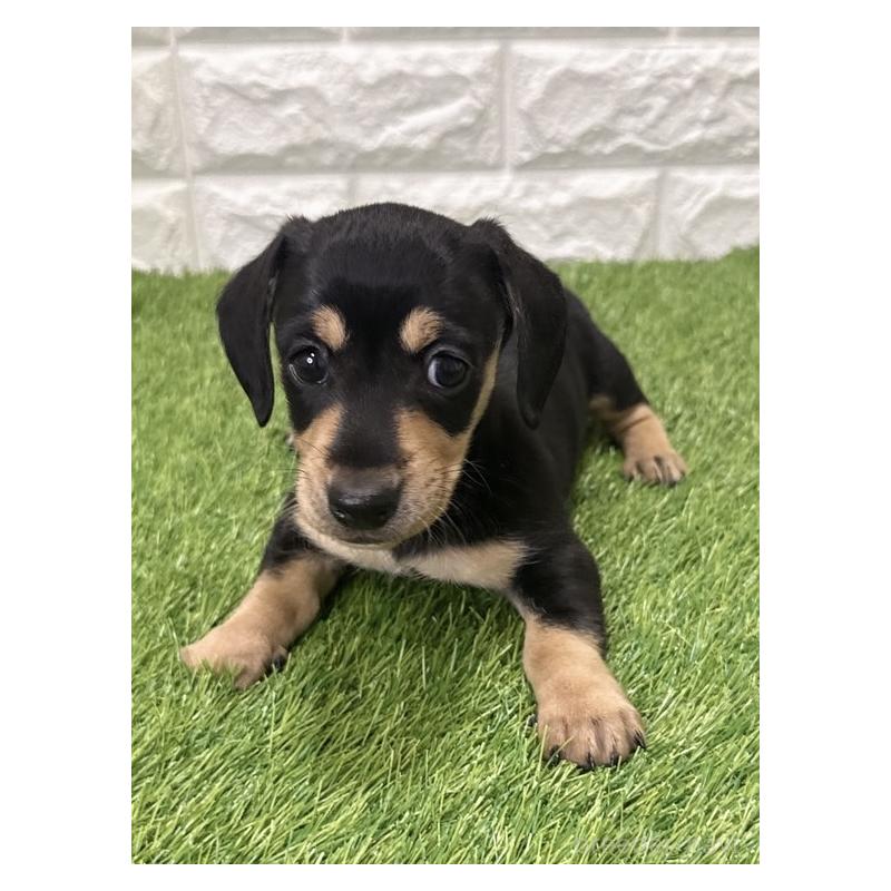 販売中の愛知県のミニチュアダックスフンド(スムースヘアード)-439786の3枚目