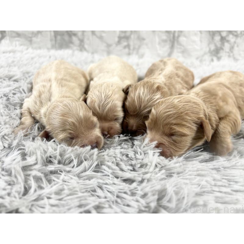 販売中の沖縄県のミックス犬-439789の4枚目