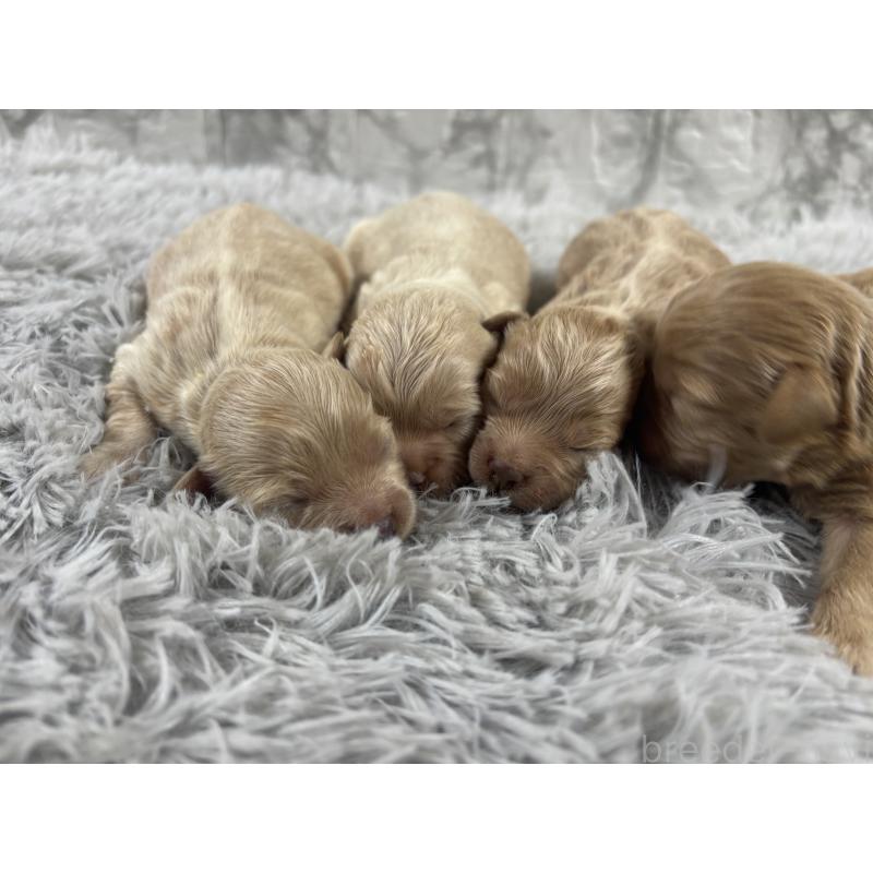 販売中の沖縄県のミックス犬-439789の2枚目