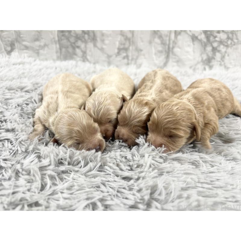 販売中の沖縄県のミックス犬-439790の2枚目