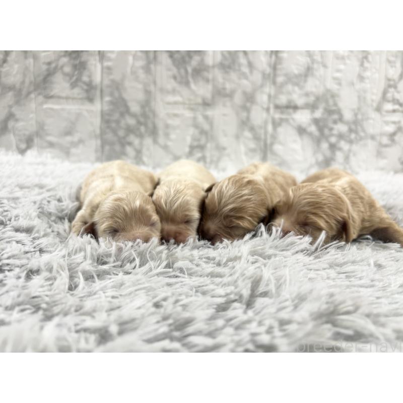 販売中の沖縄県のミックス犬-439791の3枚目