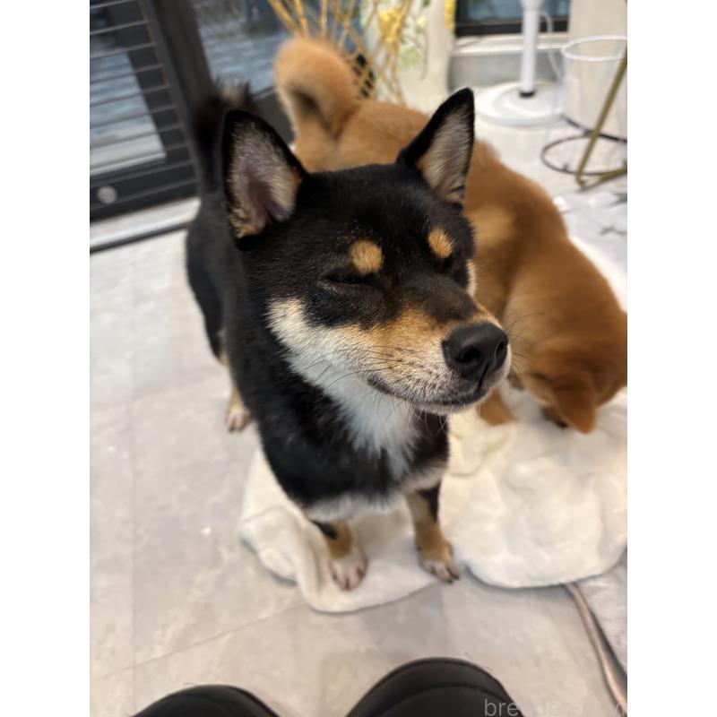 成約済の神奈川県の柴犬-436101の7枚目