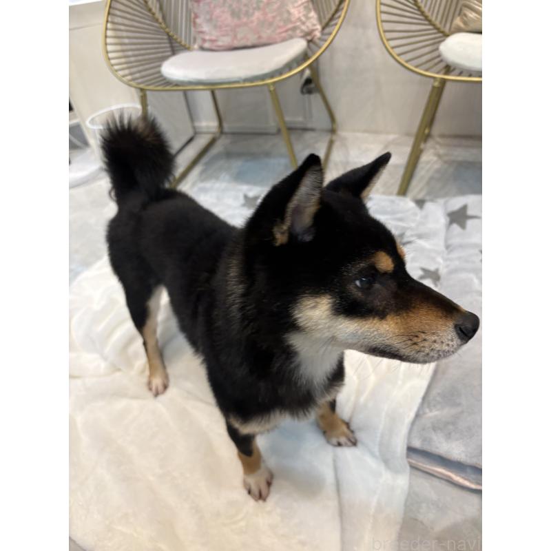 成約済の神奈川県の柴犬-436101の6枚目