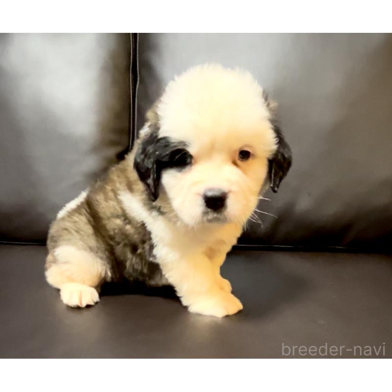 販売中の奈良県のセントバーナード-439793の11枚目