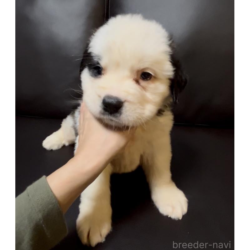 販売中の奈良県のセントバーナード-439793の9枚目