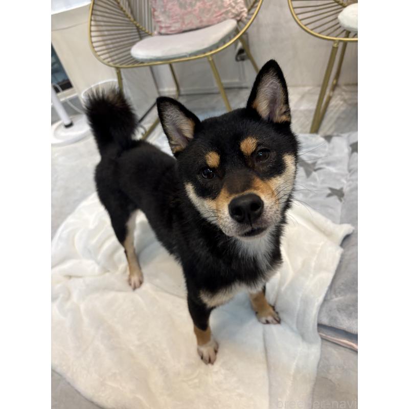 成約済の神奈川県の柴犬-436101の5枚目