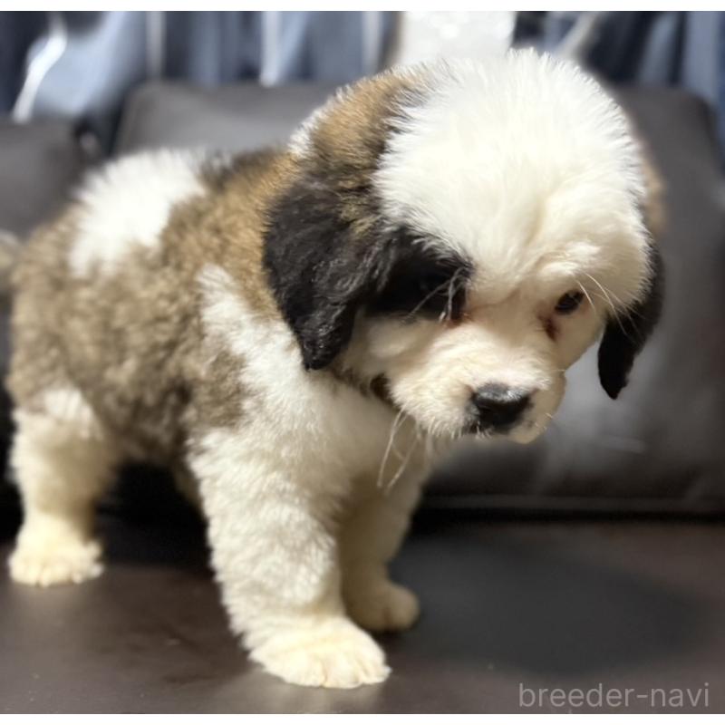 販売中の奈良県のセントバーナード-439793の7枚目