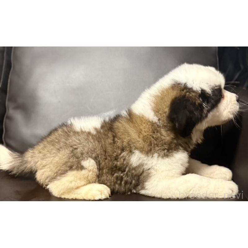 販売中の奈良県のセントバーナード-439793の5枚目