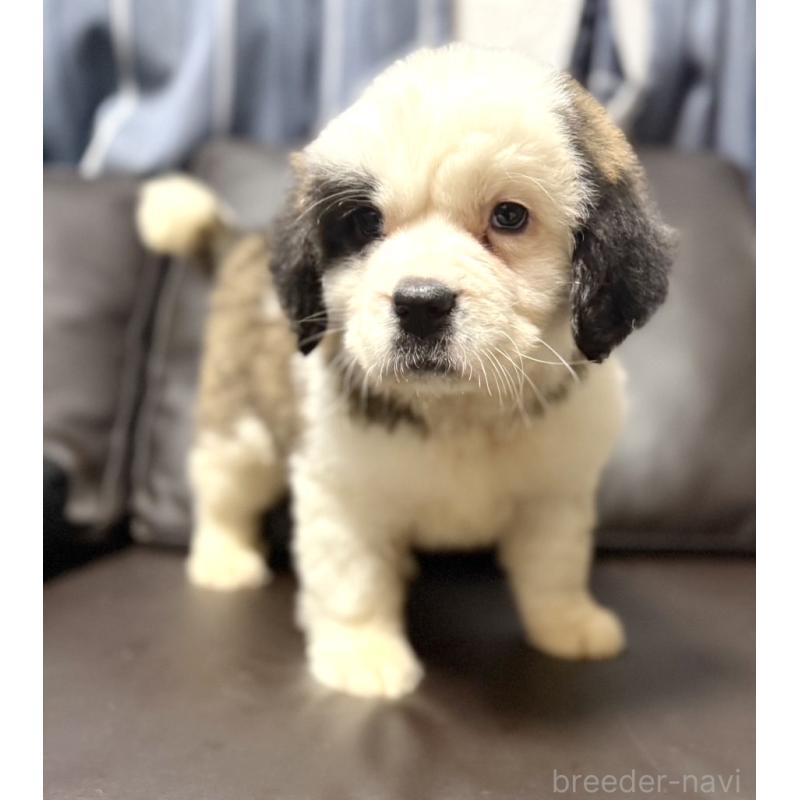 販売中の奈良県のセントバーナード-439793の3枚目