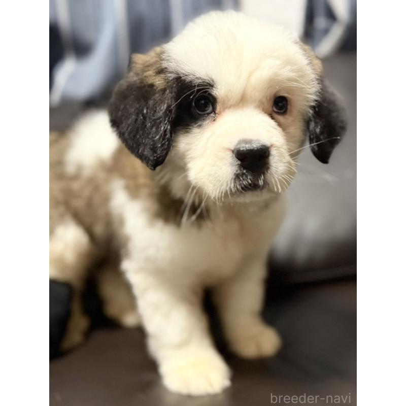 販売中の奈良県のセントバーナード-439793の2枚目