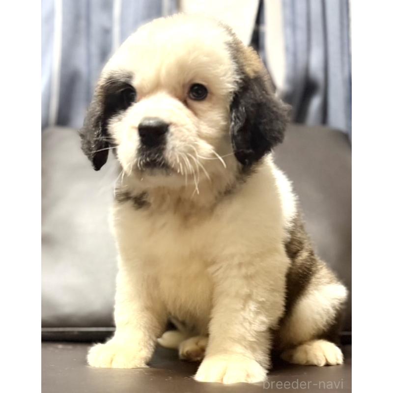 販売中の奈良県のセントバーナード-439793の1枚目