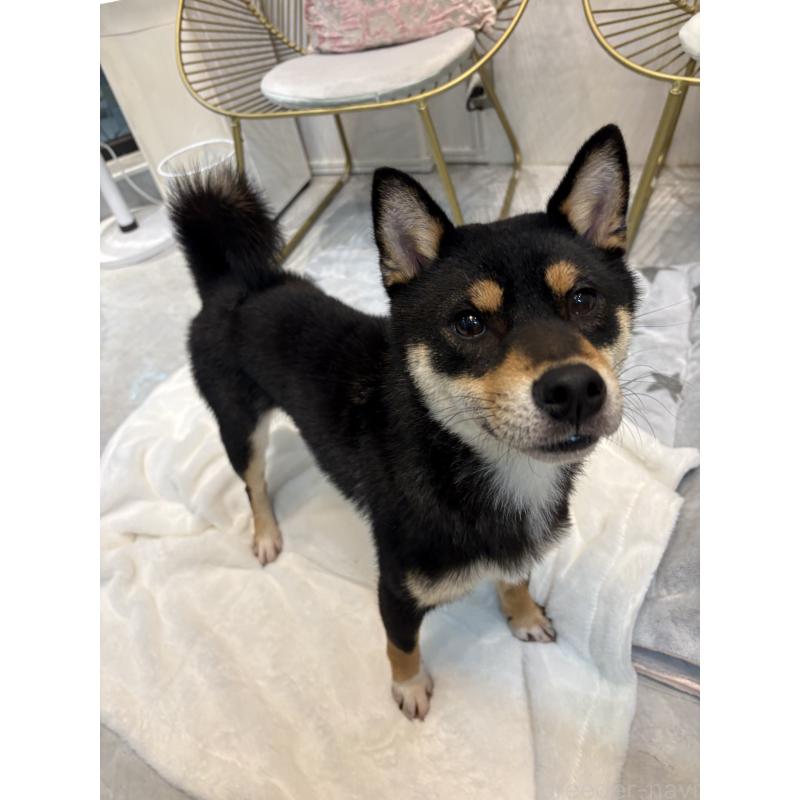 成約済の神奈川県の柴犬-436101の4枚目