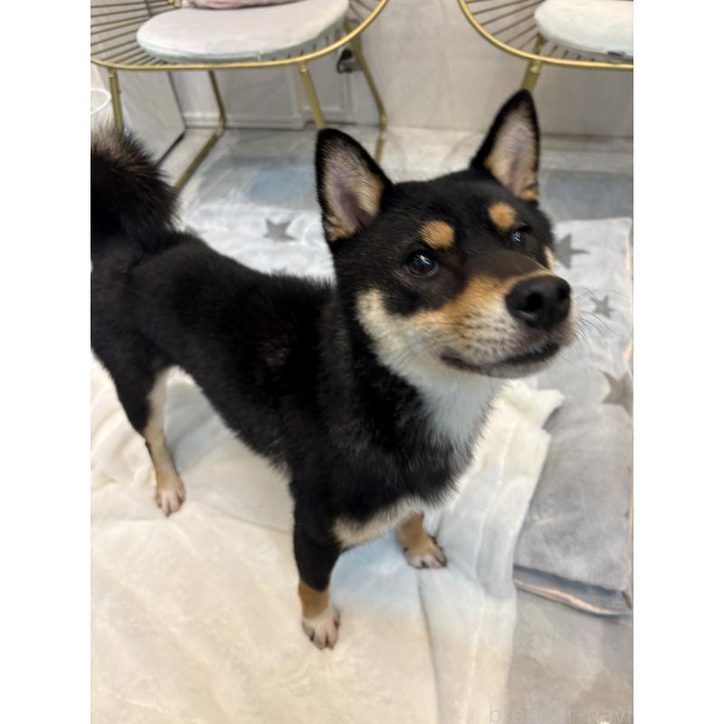 成約済の神奈川県の柴犬-436101の3枚目