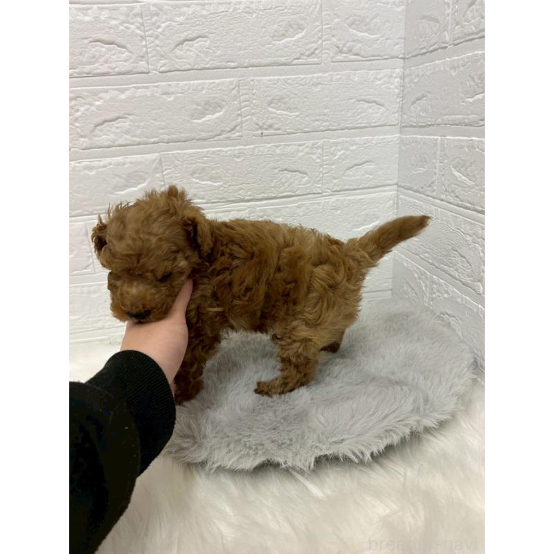 販売中の岡山県のタイニープードル-439565の6枚目