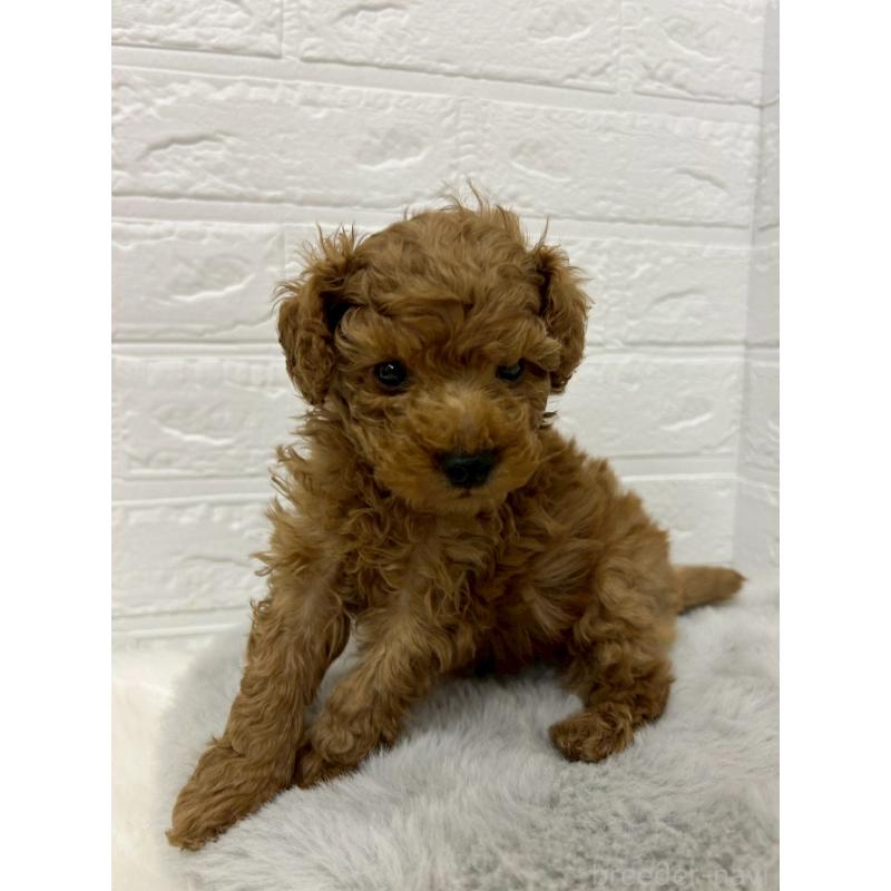 販売中の岡山県のタイニープードル-439565の5枚目