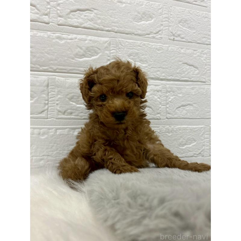 販売中の岡山県のタイニープードル-439565の4枚目