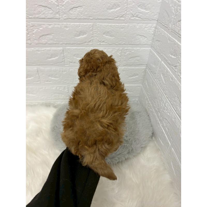 販売中の岡山県のタイニープードル-439565の3枚目