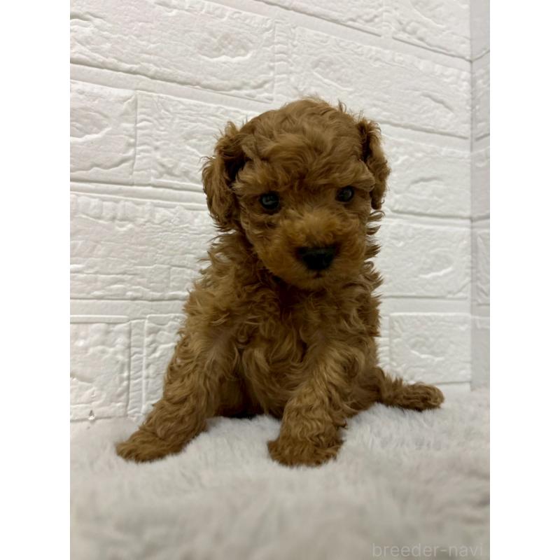 販売中の岡山県のタイニープードル-439565の2枚目