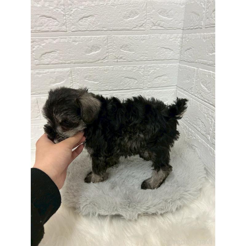 販売中の岡山県のミニチュアシュナウザー-439566の11枚目