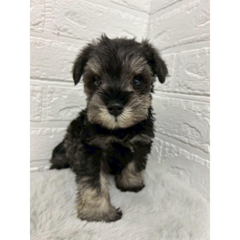 販売中の岡山県のミニチュアシュナウザー-439566の10枚目