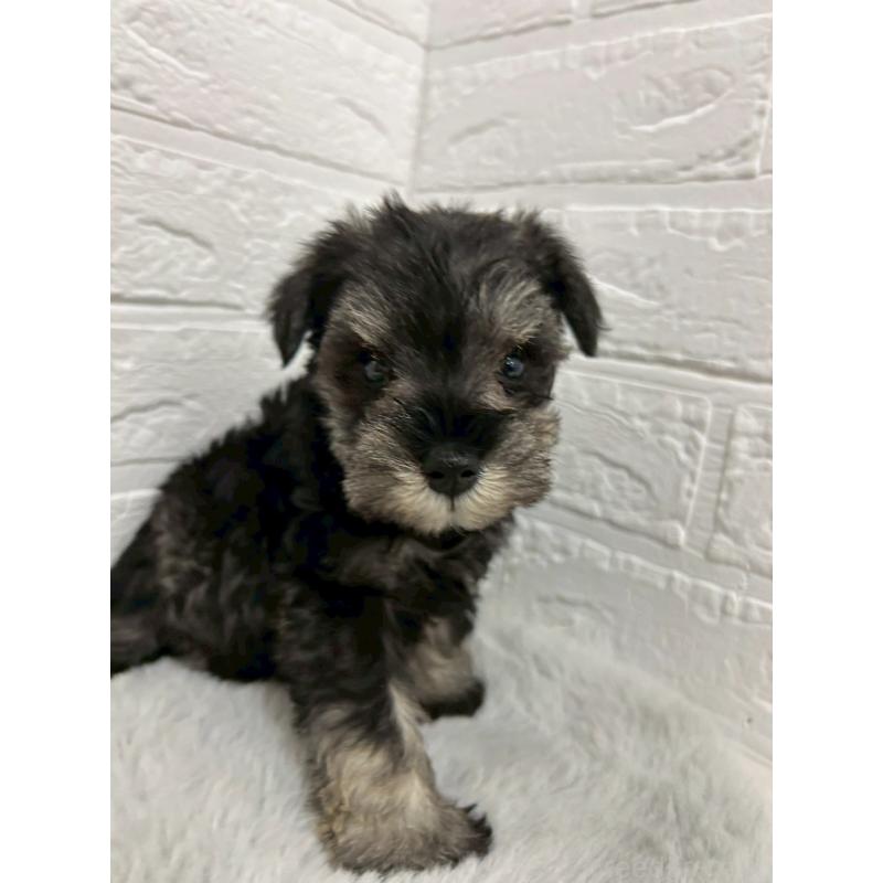 販売中の岡山県のミニチュアシュナウザー-439566の8枚目