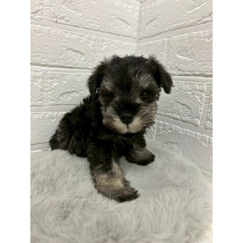 販売中の岡山県のミニチュアシュナウザー-439566の7枚目