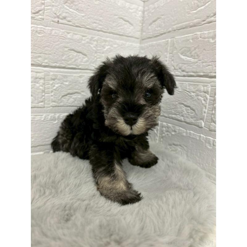 販売中の岡山県のミニチュアシュナウザー-439566の6枚目