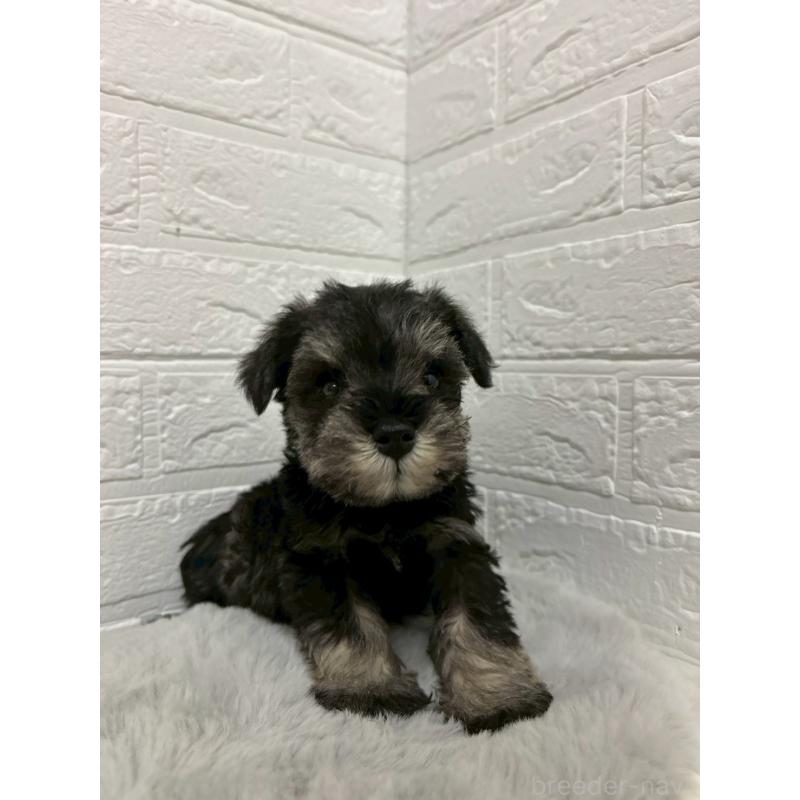 販売中の岡山県のミニチュアシュナウザー-439566の5枚目