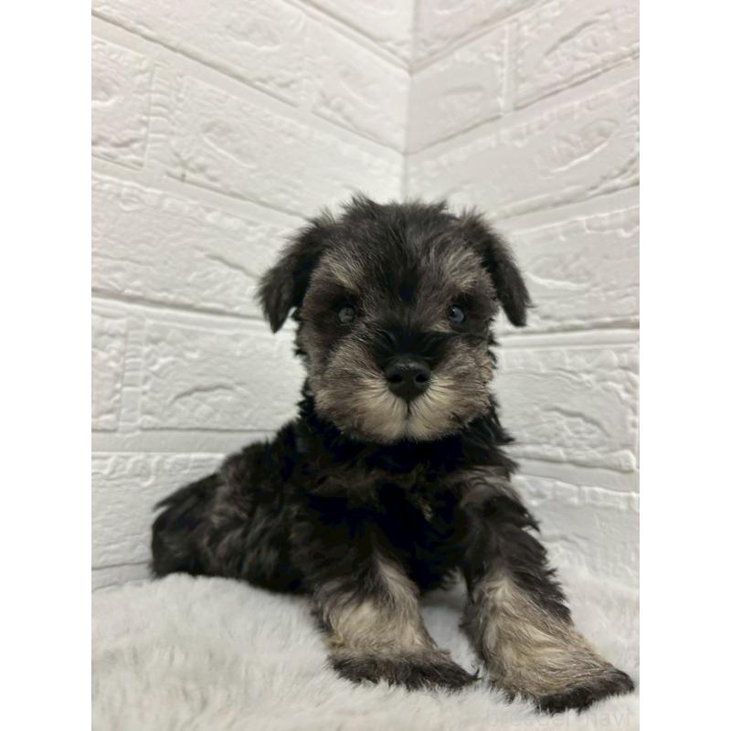 販売中の岡山県のミニチュアシュナウザー-439566の4枚目