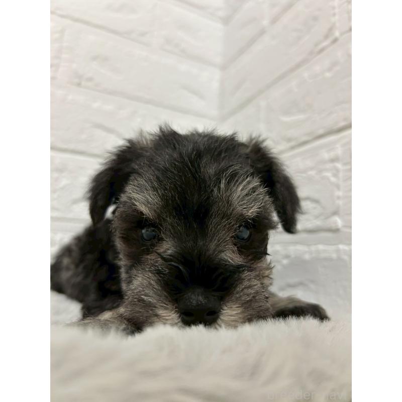 販売中の岡山県のミニチュアシュナウザー-439566の3枚目