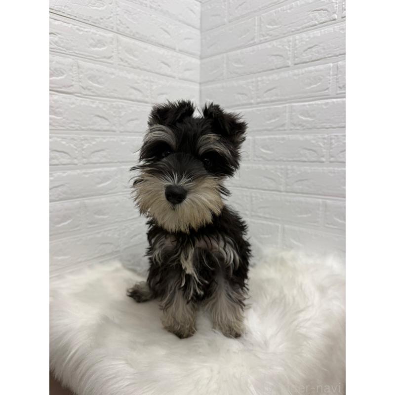 販売中の岡山県のミニチュアシュナウザー-439567の14枚目