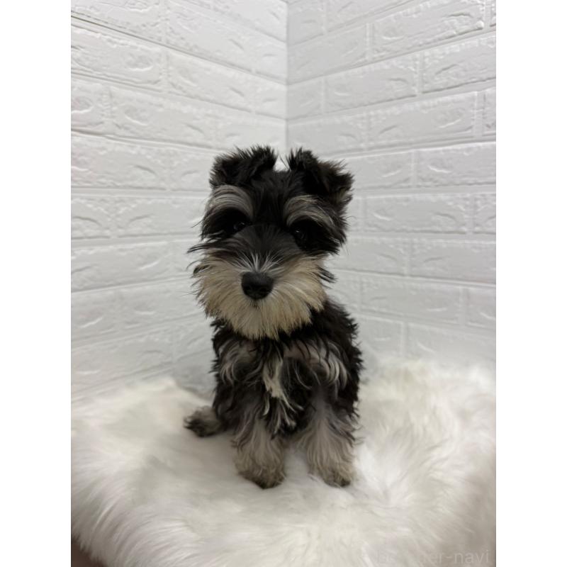 販売中の岡山県のミニチュアシュナウザー-439567の13枚目