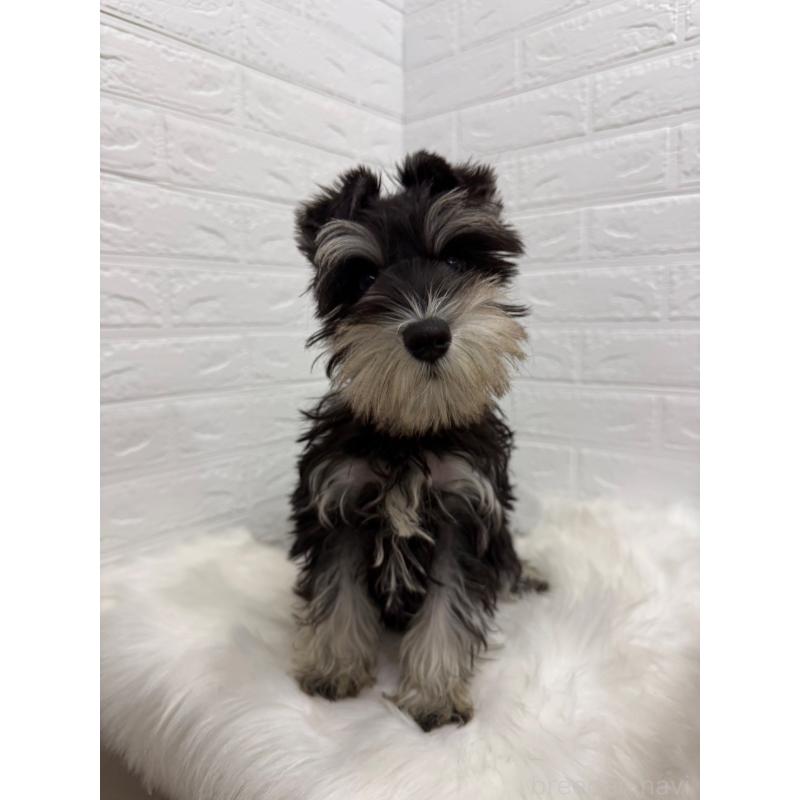 販売中の岡山県のミニチュアシュナウザー-439567の12枚目