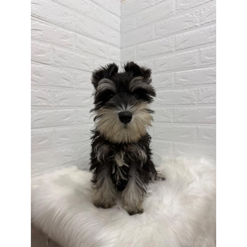 販売中の岡山県のミニチュアシュナウザー-439567の10枚目