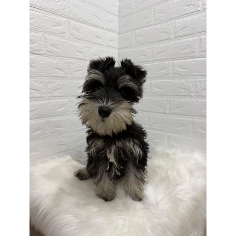 販売中の岡山県のミニチュアシュナウザー-439567の8枚目