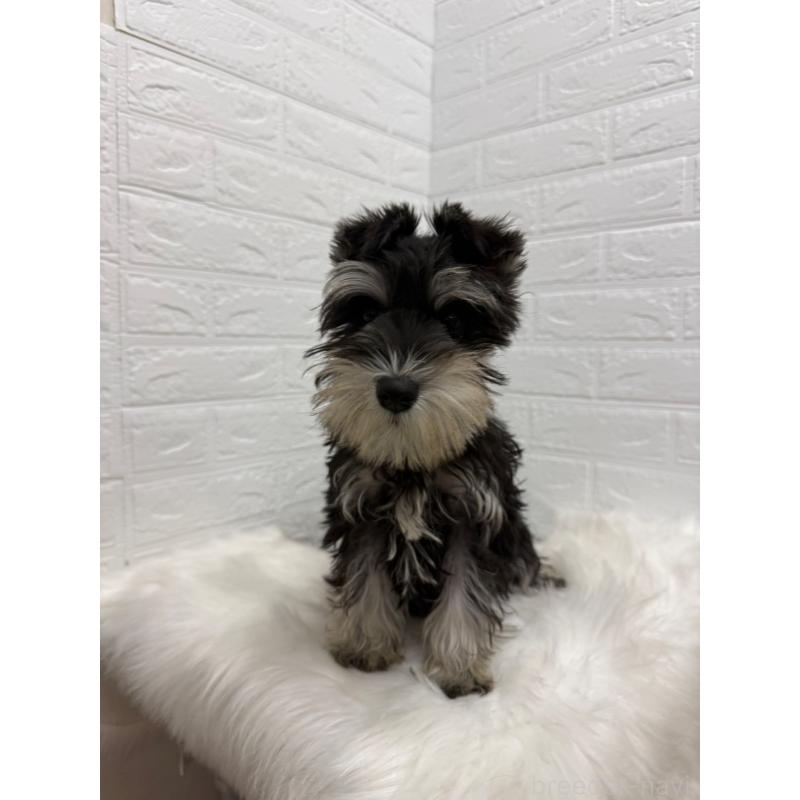 販売中の岡山県のミニチュアシュナウザー-439567の7枚目