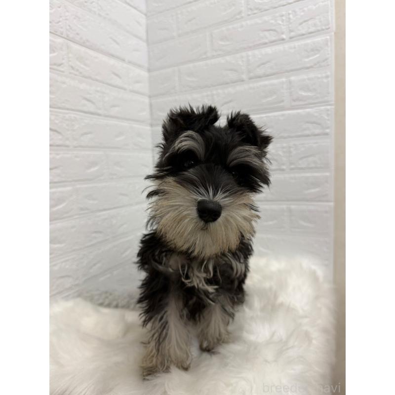 販売中の岡山県のミニチュアシュナウザー-439567の6枚目