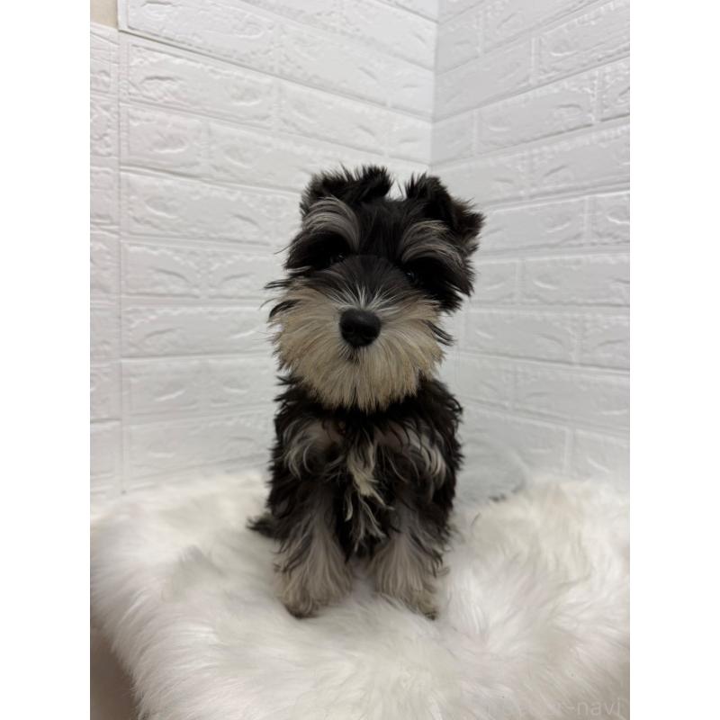 販売中の岡山県のミニチュアシュナウザー-439567の5枚目