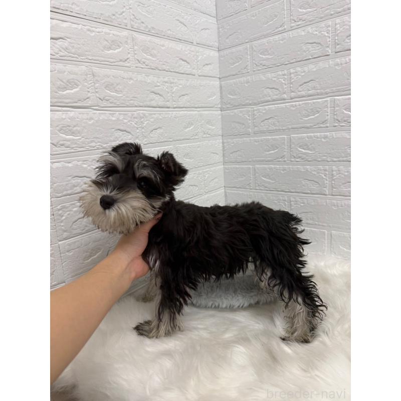 販売中の岡山県のミニチュアシュナウザー-439567の3枚目